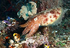 Raja Ampat 2016 - Sepia latimanus - Broadclub cuttlefish - Seiche - IMG_4587_rc